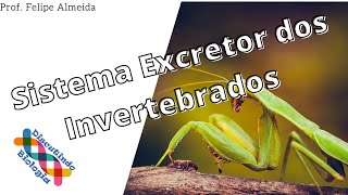 Aula de Sistema Excretor dos Invertebrados [upl. by Alyssa]