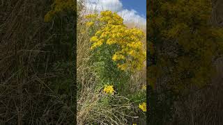 Ragwort Senecio jacobaea in flower  July 2024 [upl. by Hnim]