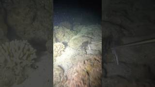 Spear fishing for food fishing youtubeshorts [upl. by Caryn245]