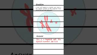 Differentiating Haploid and Diploid cells Q amp A biology genetics [upl. by Meredithe353]