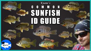 Identify Any Common Sunfish  Koaws Guide to Sunfishes Lepomis [upl. by Pontias]