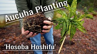 Planting a Hosoba Hoshifu Aucuba  Great Shade Color [upl. by Betsey]