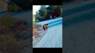 رمية جميلة لخنزير بري هائجshorts chasse رماية wildlife sanglier animals hunting [upl. by Nitsud596]