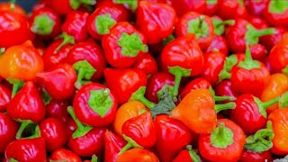 Heres The Truth About Pimentos [upl. by Liatrice]