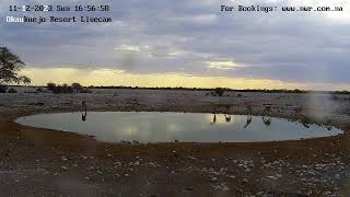 Okaukuejo Resort Wildlife Waterhole Live camera stream in the Etosha National Park in Namibia [upl. by Elyad]