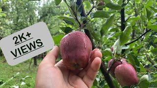 Beautiful Apple Fruit 🍎  Our Farm [upl. by Salocin429]