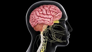 Physiology  CNS  Sensory  lecture 6  Pain  DrNagi  Arabic [upl. by Infield859]