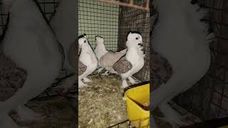 Satinette Pigeons for show [upl. by Buchbinder]