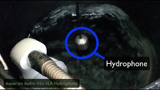 Aquarian Audio H2aXLR Hydrophone Test [upl. by Nosydam]