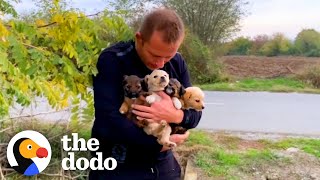 Guy Sees Puppies Dumped On Busy Highway  The Dodo [upl. by Arundel]