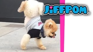 Jiffpom Walks on His Front Paws [upl. by Danette677]