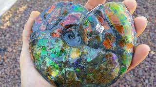 Ammonite Intercalare Canada fossil [upl. by Nosnhoj]