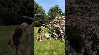 Man Turns Fallen Tree Into Magic shortsvideo [upl. by Isawk718]