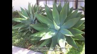 Agave attenuata  Fox Tail Agave [upl. by Harbert504]