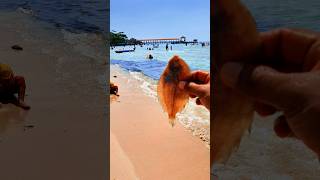 Found dead flatfish on the beach shorts shortvideo viralshorts [upl. by Neelloj]