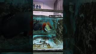 After a long time⌚ attitude arapaima feedingaquarium SSG BIRDS AND AQUARIUM love [upl. by Gerrie]