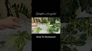 Schefflera Propagation in Water 💚 schefflera indoorplants shorts [upl. by Naples]