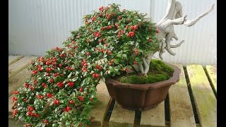 Cotoneaster Bonsai [upl. by Quarta]