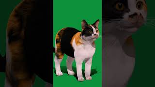 Calico Tricolor Cat 3D Model nyilonelycompany animals nature pet 3d cat calicocat tricolor [upl. by Bonina573]