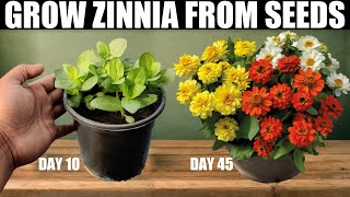 how to grow zinnias from seed how to sow zinnia seeds how to grow zinnia from seeds in a greenhous [upl. by Bryana122]