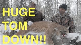 GRAPHIC Hunting an Alberta Tom Cougar [upl. by Cestar]