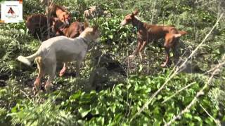 Podenco andaluz Tagadona Cazando en la Arquería 181112 13 [upl. by Notlrak624]