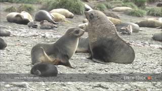 Fur seal mating ritual [upl. by Belier27]