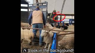 A Peek Behind The Barn Curtains At Ewetopia Farms With Ben The Border Collie [upl. by Elum]