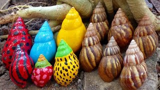 Menemukan siput warna warni  bekicot  kelomang  snail [upl. by Aidnis]