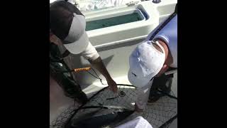 Jack Pole Albacore Tuna Fishing A Big One [upl. by Ardnassak642]