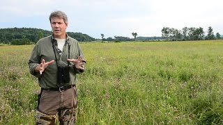 Bird on the Rebound Popular Bobolink Spurs New Conservation Model [upl. by Dich]