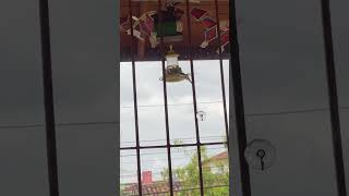 Hummingbird flying around the feeder [upl. by Ikin688]