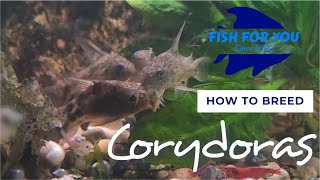 Easily Breed Corydoras for Profit at Home [upl. by Entroc859]