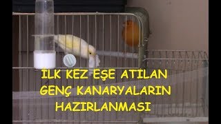 İlk Kez Eşe Atılan Genç Kanaryalar Nasıl Hazırlanmalı [upl. by Hcnarb]