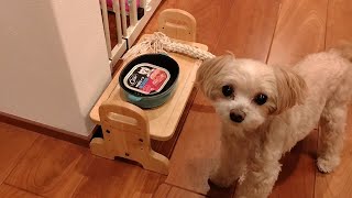 【マルプーmaltipoo】ごちそうを食す【犬チャンネル】 [upl. by Zsa Zsa193]