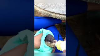 आदमी ने जंगल में मिले otter को friendly कैसे बनाया animals GlobalBlend01 [upl. by Eceer539]