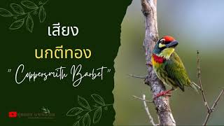 เสียงนกตีทอง  coppersmith barbet sound [upl. by Asenej]