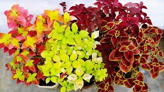 COLEUS Plant CARE 101 AZ Info amp My COLLECTION [upl. by Ripleigh952]