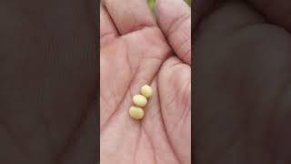 soybean ki variety JS ki 2216🌱 bahut hi Shandar Pradarshan karti hui 2024 [upl. by Nalon89]