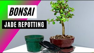 How To Repot A Jade Bonsai  Portulacaria afra [upl. by Kcolttam76]