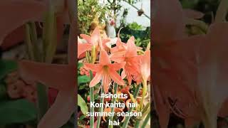 Amaryllis lilly flowering season in lndia summer gardeningwithsunita shorts [upl. by Eckblad]