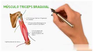 ANATOMÍA DE LOS MÚSCULOS DEL CODO [upl. by Kalli119]