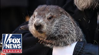 Punxsutawney Phil predicts early spring on Groundhog Day 2024 [upl. by Robins]