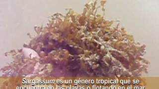 Sargassum  Una PHAEOPHYTA tropical [upl. by Modern]