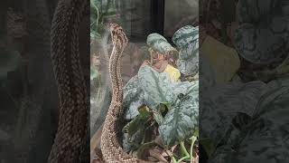 This super skilled neotropical rattlesnake is not your average contortionist This video proves that [upl. by Ellak]