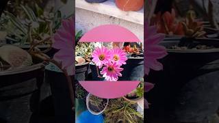 Echinocereus pentalophus  plants and succulents cactus suculentas [upl. by Brott2]