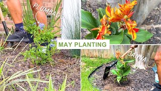 Late Spring Planting in May  Planting Canna Plumbago and more in the Garden Bed [upl. by Narmak]