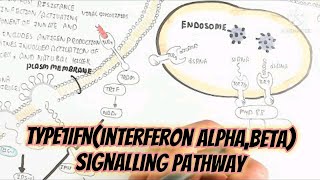 Type 1 IFNInterferon AlphaBeta Signalling Pathway And How To Produce This Cytokines [upl. by Hsakaa]