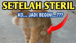 PERUBAHAN KUCING JANTAN SETELAH STERIL [upl. by Anilecram]