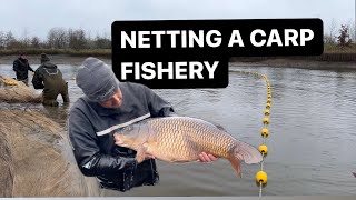 An ENTIRE carp fishery netted We caught some MONSTER fish [upl. by Leumel398]